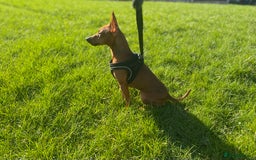 Miniature Pinscher dogs for sale: Pure 100% Miniature Pinscher-Licensed Breeder🐾❤️  - Image 18