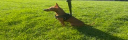 Miniature Pinscher dogs for sale: Pure 100% Miniature Pinscher-Licensed Breeder🐾❤️  - Advert 18