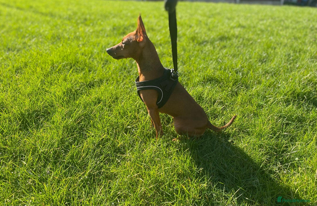 Miniature Pinscher dogs for sale: Pure 100% Miniature Pinscher-Licensed Breeder🐾❤️  - Image 18