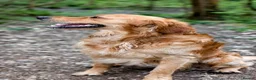 Golden Retriever dogs for stud: Golden Retriever Stud  - Advert 11