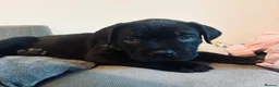 Mixed Breed dogs for sale: Cane corso mix puppies  - Advert 13