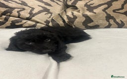 Cockapoo dogs for sale: F1 cockapoo puppies  - Image 13