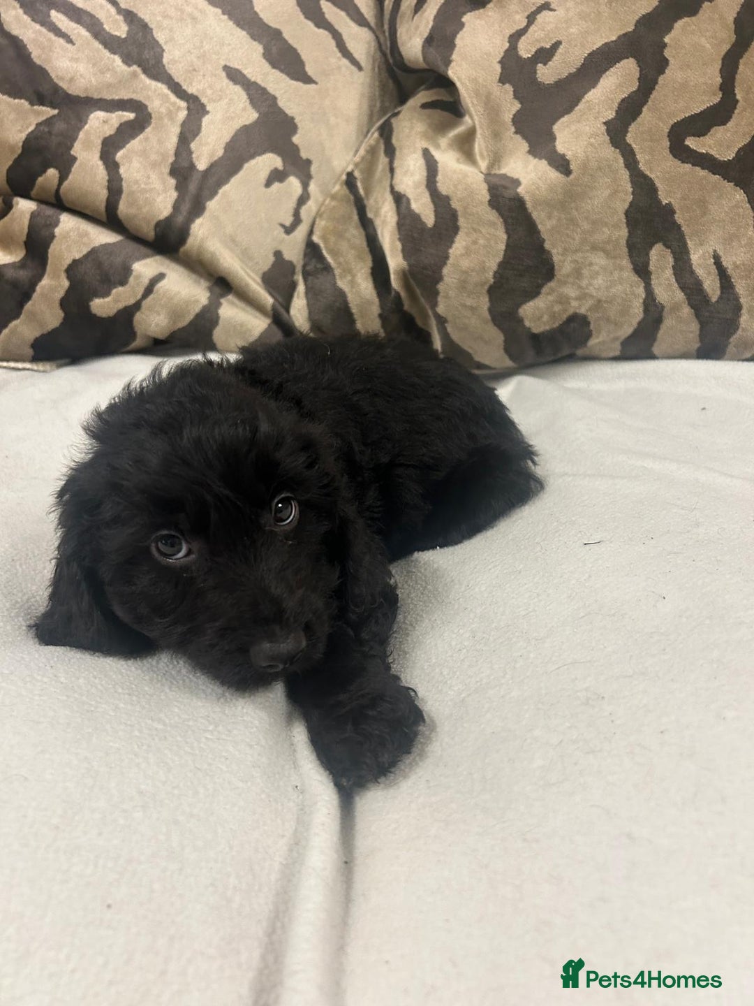 Cockapoo dogs for sale: F1 cockapoo puppies  - Image 13