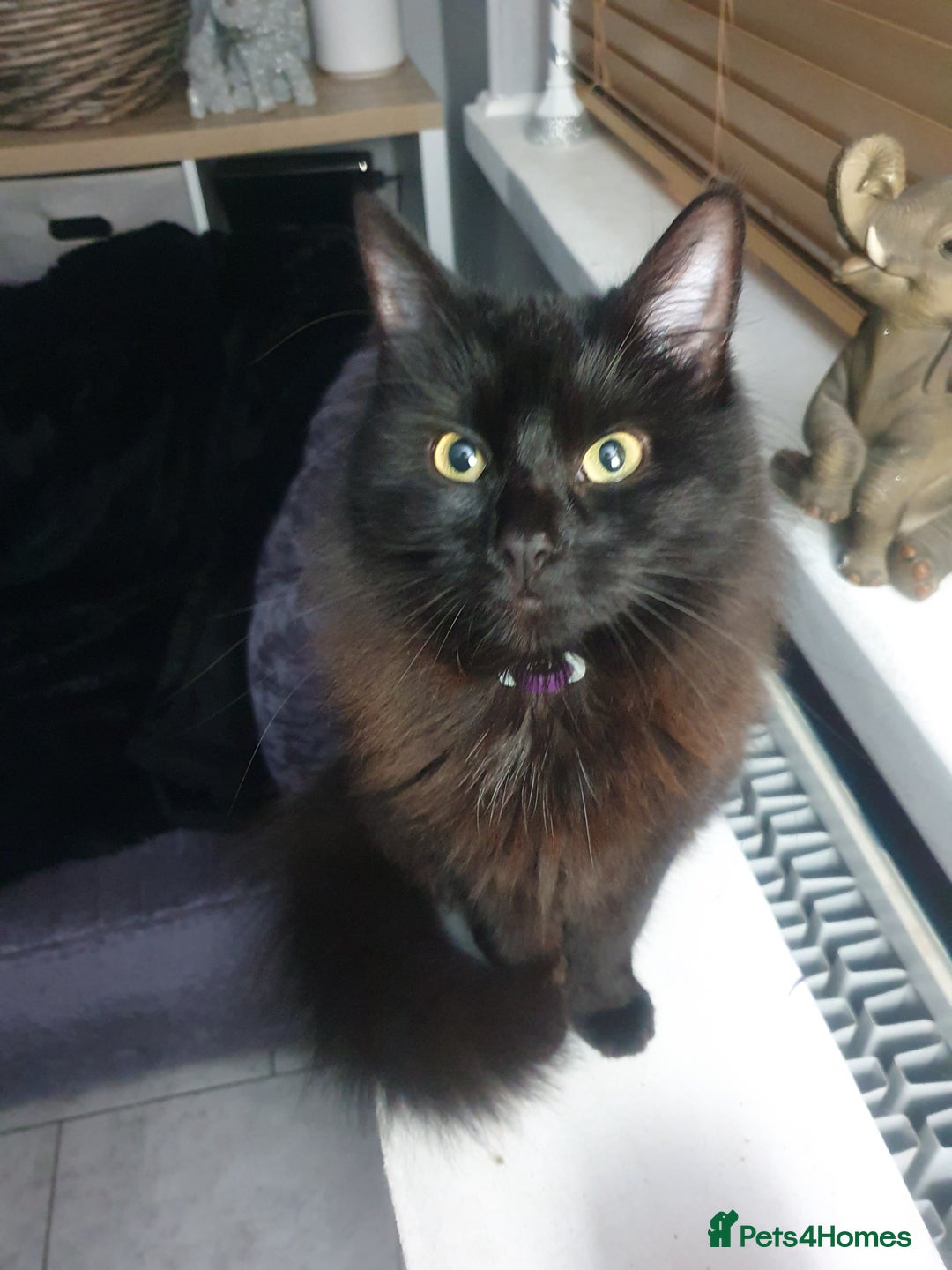 Mixed Breed cats for sale: Beautiful black cat 1 year old read description 🙏 - Advert 7