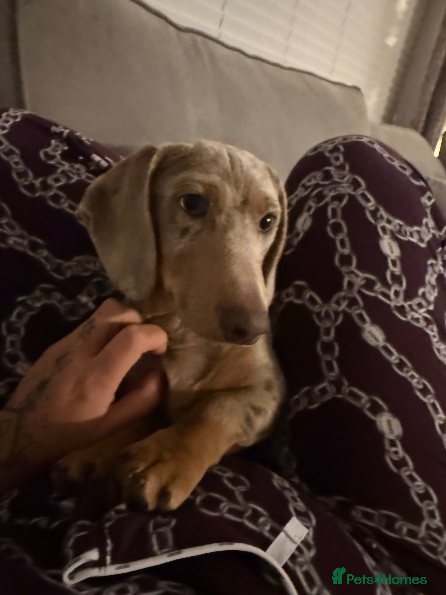 Miniature Dachshund dogs Isabelle dapple miniature dachund  - Advert 1