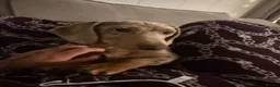 Miniature Dachshund dogs for sale: Isabelle dapple miniature dachund  in Wirral - Advert 1