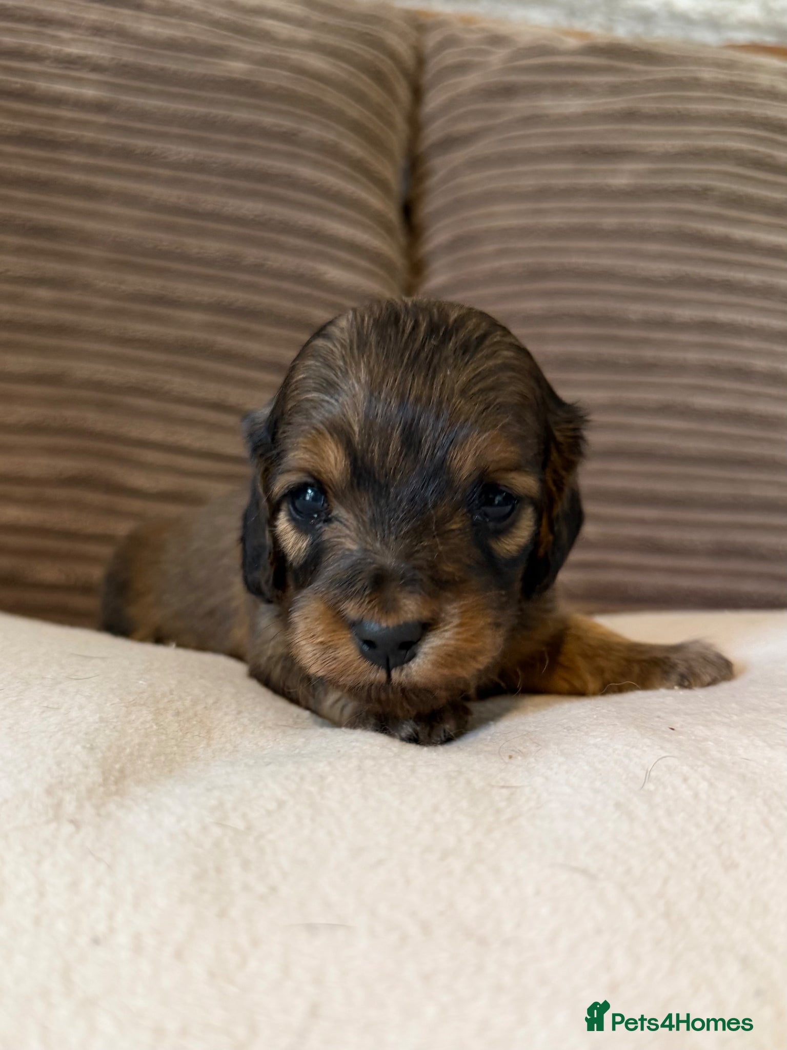 Miniature Dachshund dogs for sale: Miniature longhaired dachshunds  - Advert 20