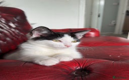 Domestic Shorthair cats for sale: Looking for a good home for my kitty  - Image 5