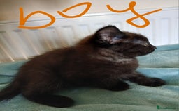 Mixed Breed cats for sale: 7 very fluffy kittens wisbech!!🐈‍⬛️🐈‍⬛️😻 - Image 10