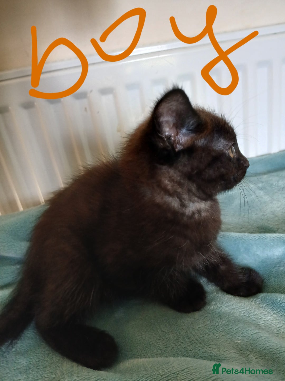 Mixed Breed cats for sale: 7 very fluffy kittens wisbech!!🐈‍⬛️🐈‍⬛️😻 - Image 10