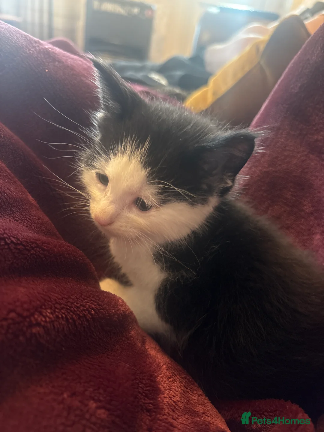Mixed Breed cats for sale: One boy tuxedo kitten  - Advert 3