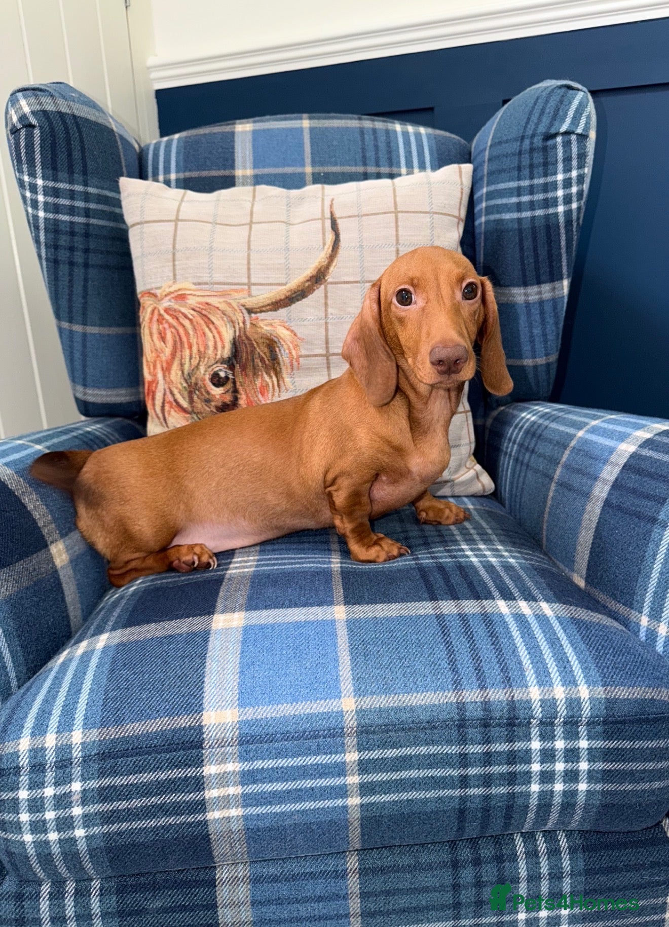 Miniature Dachshund dogs 💙💙One Chocolate Based Red Boy Left💙💙 - Advert 1
