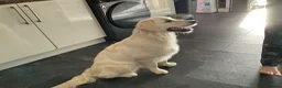 Golden Retriever dogs for sale: Golden retriever for rehome - Advert 3