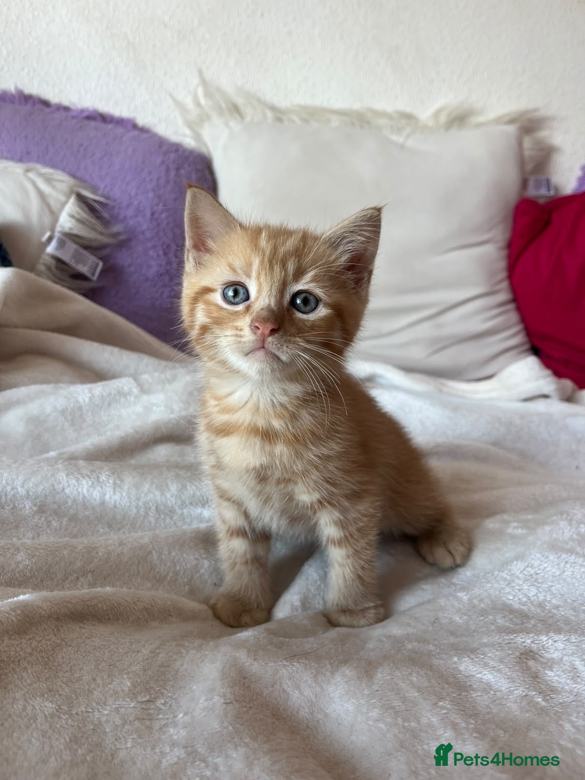 Mixed Breed cats 6 gorgeous kittens  - Advert 5