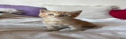Mixed Breed cats for sale: 6 gorgeous kittens  - Advert 1