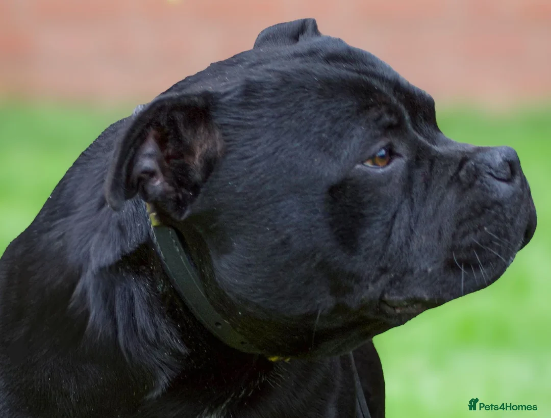Staffordshire Bull Terrier dogs for stud: Champion sire black carrying blue Stafford stud  - Advert 5