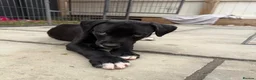 Lurcher dogs for sale: Bull Greyhound - Advert 3