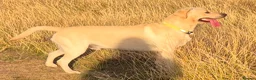 Labrador Retriever dogs for stud: STUD ONLY KC REGISTERED LABRADOR FTC BLOODLINES  - Advert 3