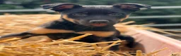 Mixed Breed dogs for sale: 3 x KELPIE X PUPS - BITCHES - Advert 17