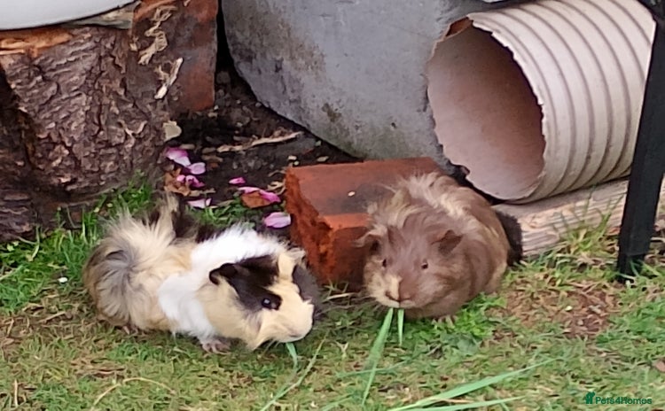 Guinea Pig rodents - Advert 9