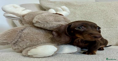 Miniature Dachshund dogs - Advert 15