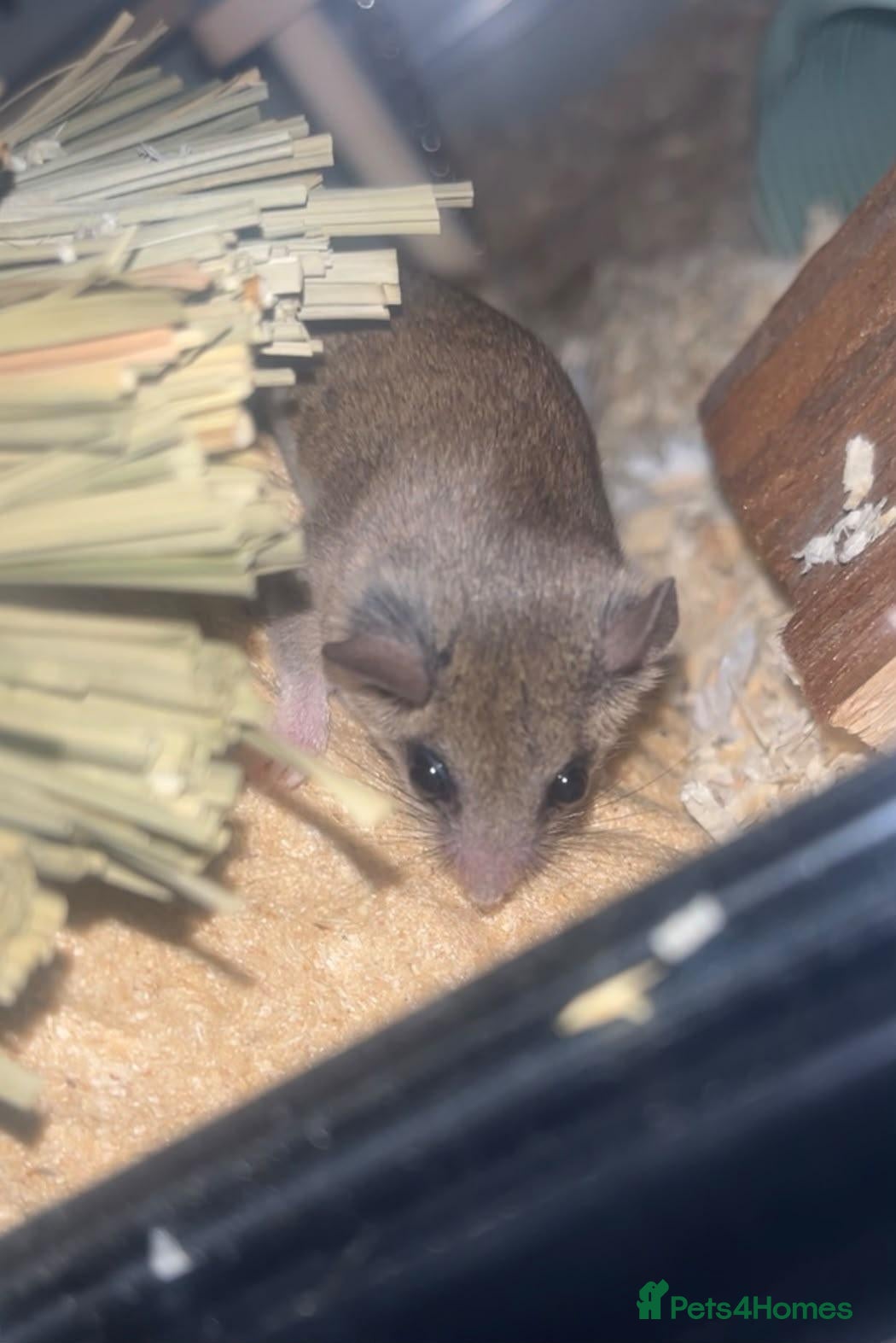 Mouse rodents African pygmy dormice - Advert 8