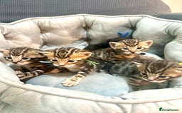 Bengal cats for sale: 5 bengal x tiger cubs for sale ragdoll x stunning - Image 1