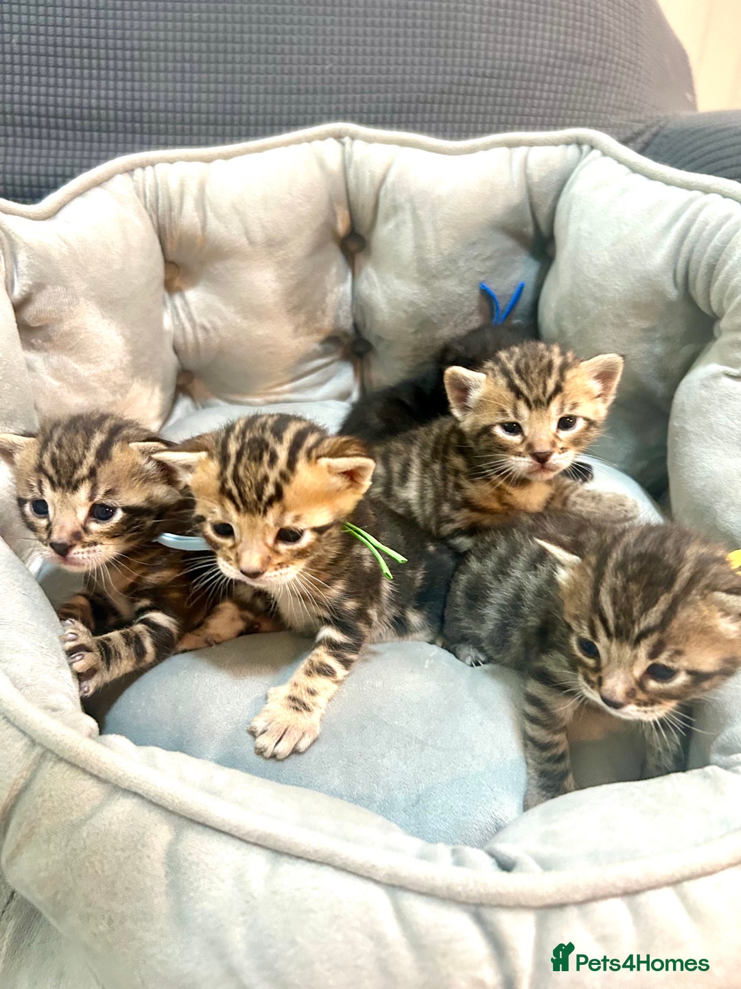Bengal cats for sale: 5 bengal x tiger cubs for sale ragdoll x stunning - Image 1