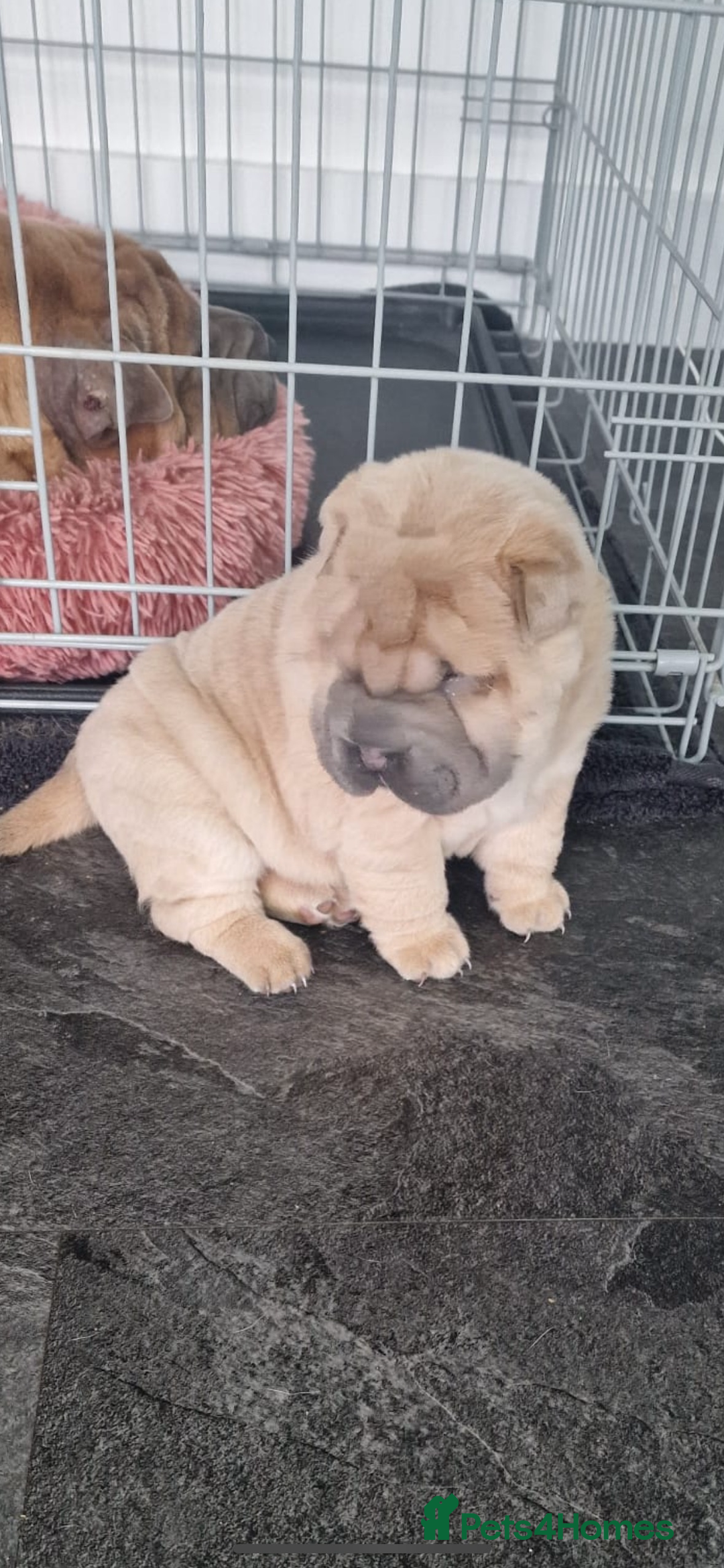 Shar Pei dogs for sale: Shar pei chunky boy  - Advert 5