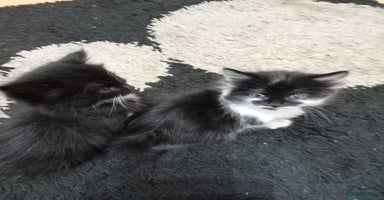 Mixed Breed cats - Advert 4