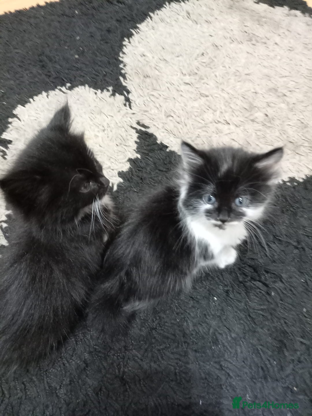 Mixed Breed cats for sale: 5 gorgeous fluffy tuxedo kittens - Image 2