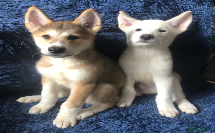 Mixed Breed dogs - Advert 1