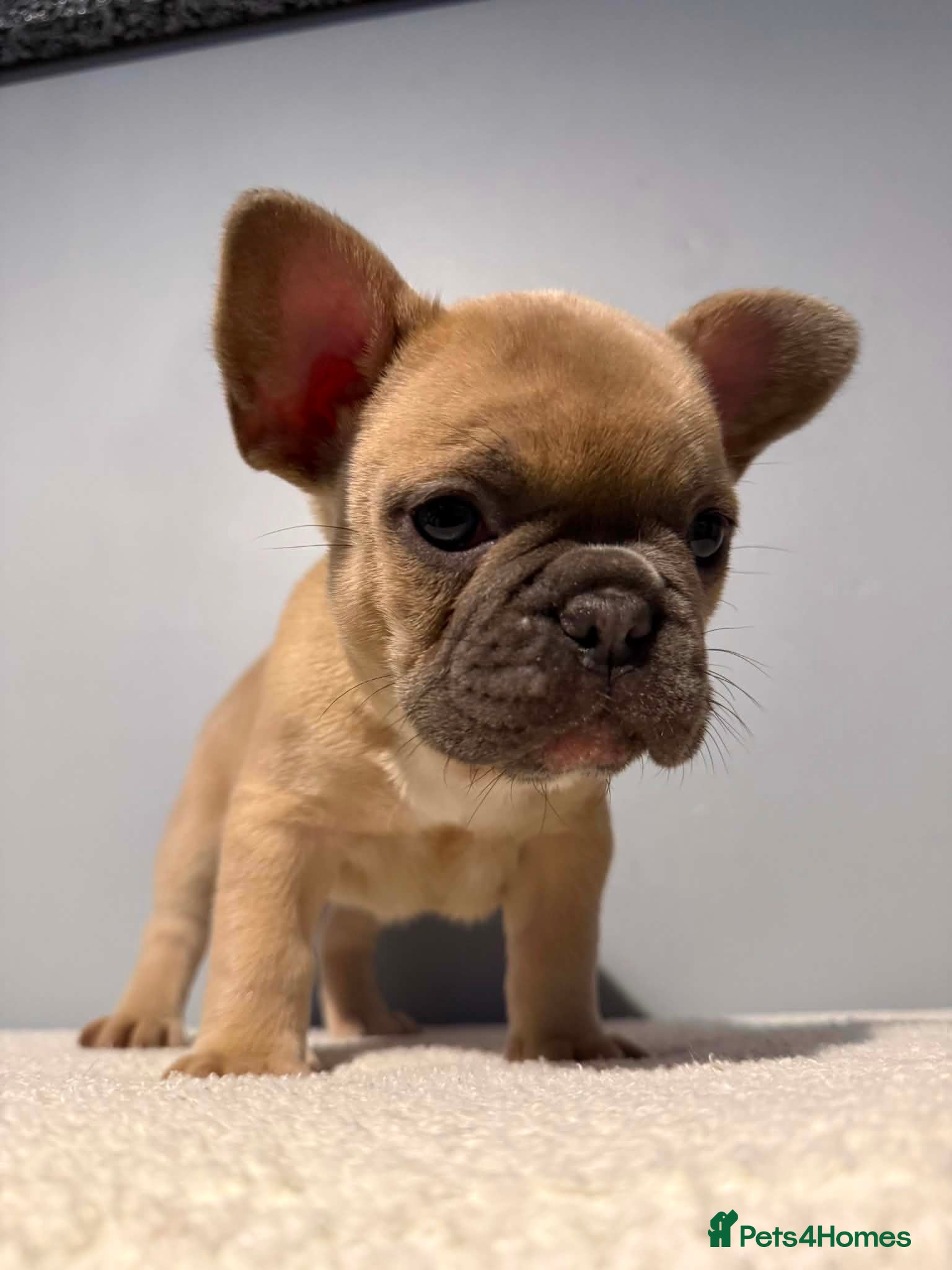 French Bulldog dogs Adorable French bulldog puppies 2 LEFT 💕 - Advert 1