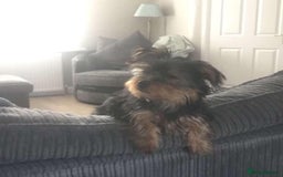 Yorkshire Terrier dogs for stud: Buddy - the sweetest dog there is in Newtownabbey - Image 8