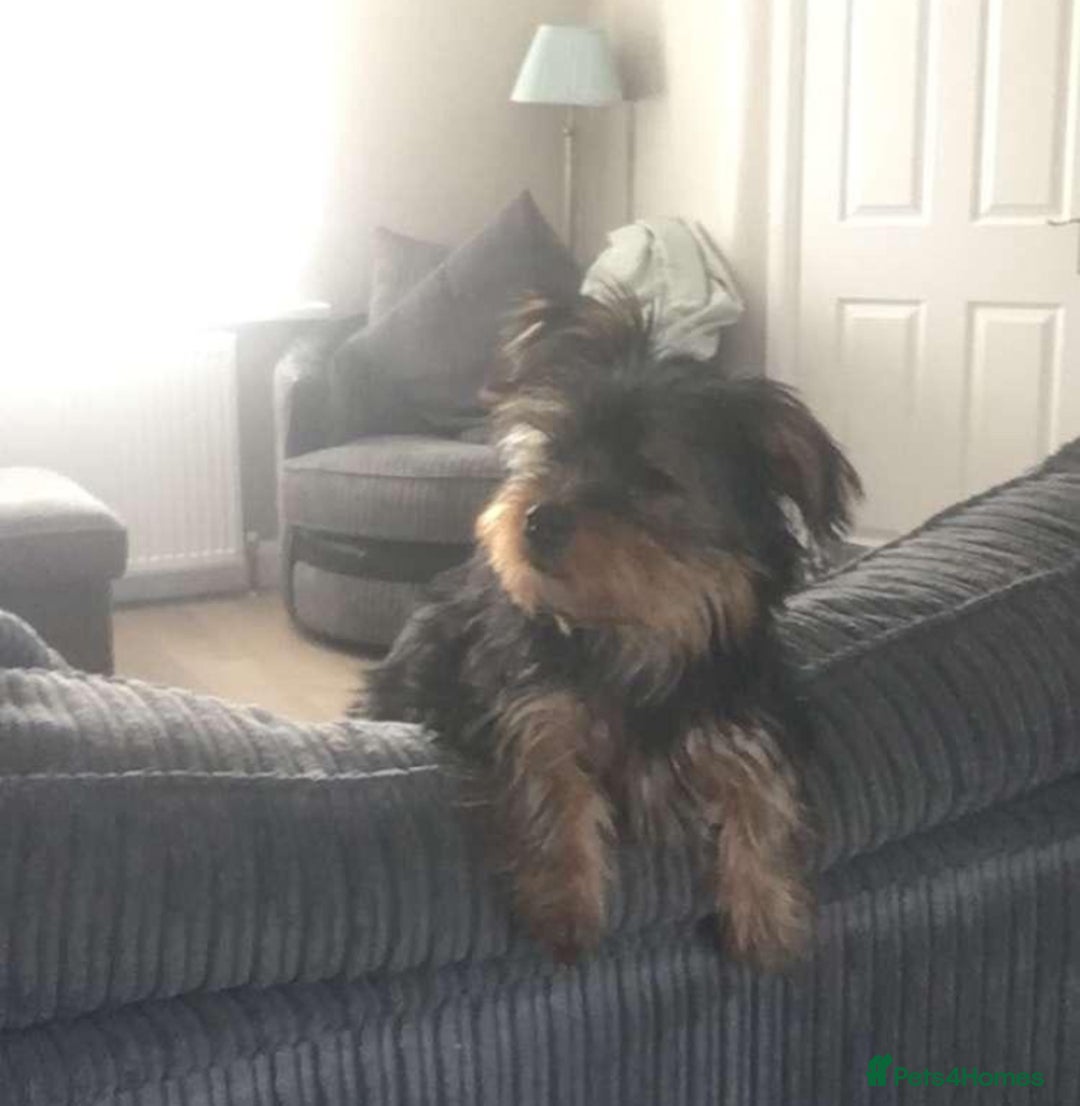 Yorkshire Terrier dogs for stud: Buddy - the sweetest dog there is in Newtownabbey - Image 8