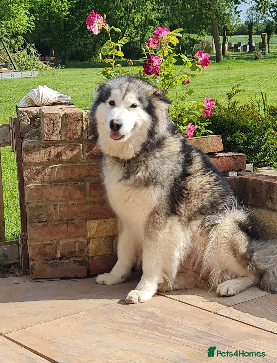 Alaskan Malamute dogs for sale: Alaskan Malamute puppies  - Image 13