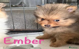 Pomeranian dogs for sale: Stunning litter of Pomeranian's  - Advert 2