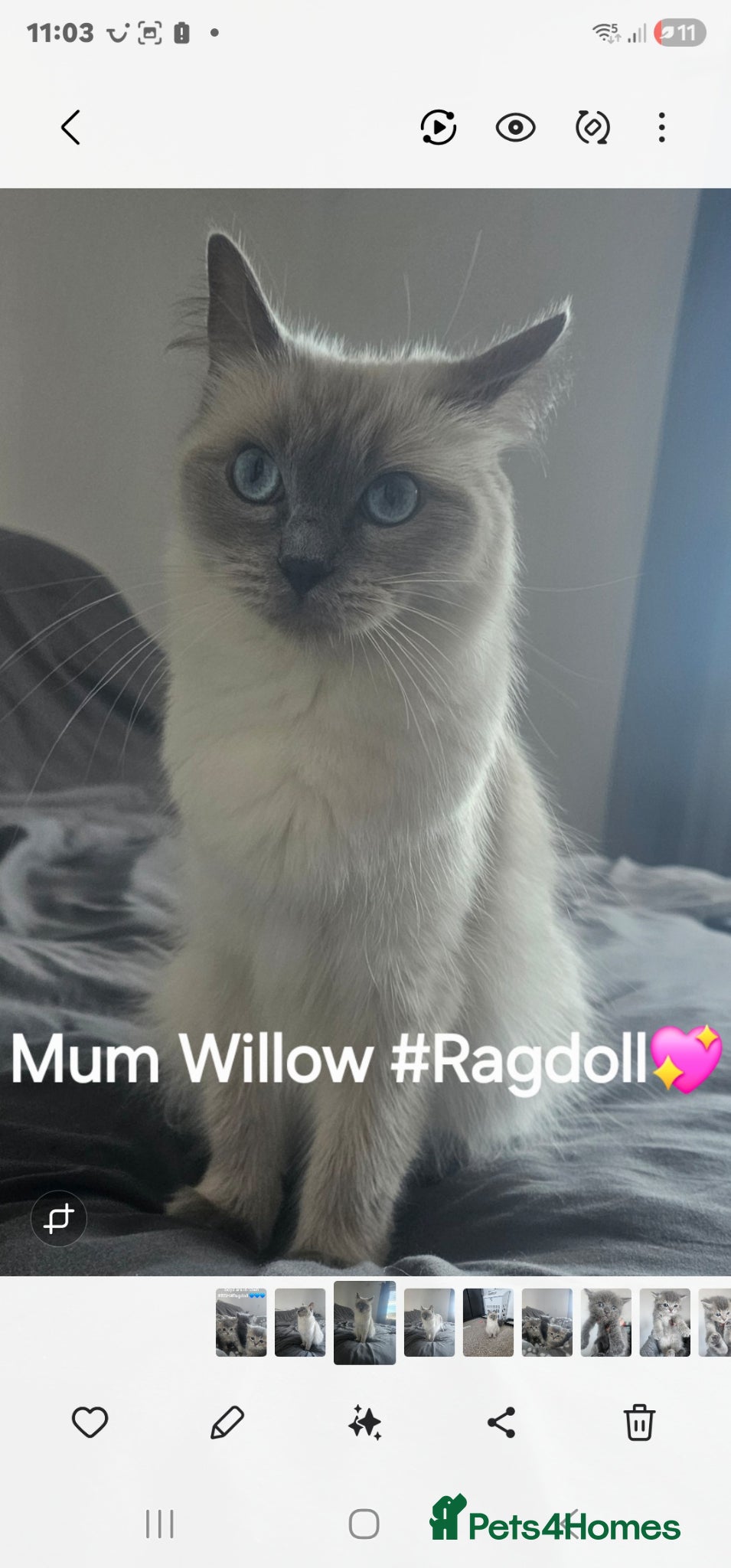 Mixed Breed cats BSH/RAGDOLL kittens - Advert 4