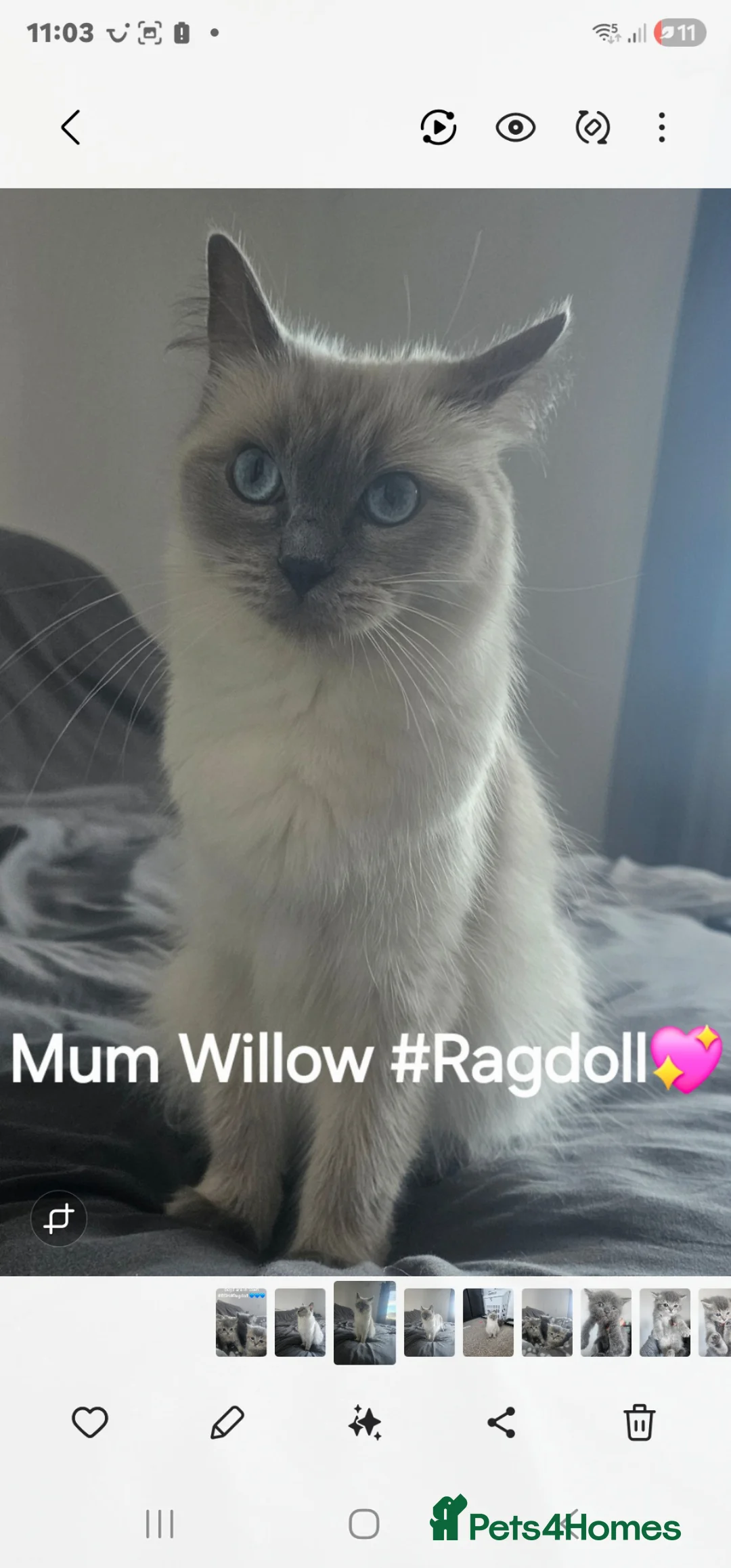 Mixed Breed cats for sale: BSH/RAGDOLL kittens - Advert 1