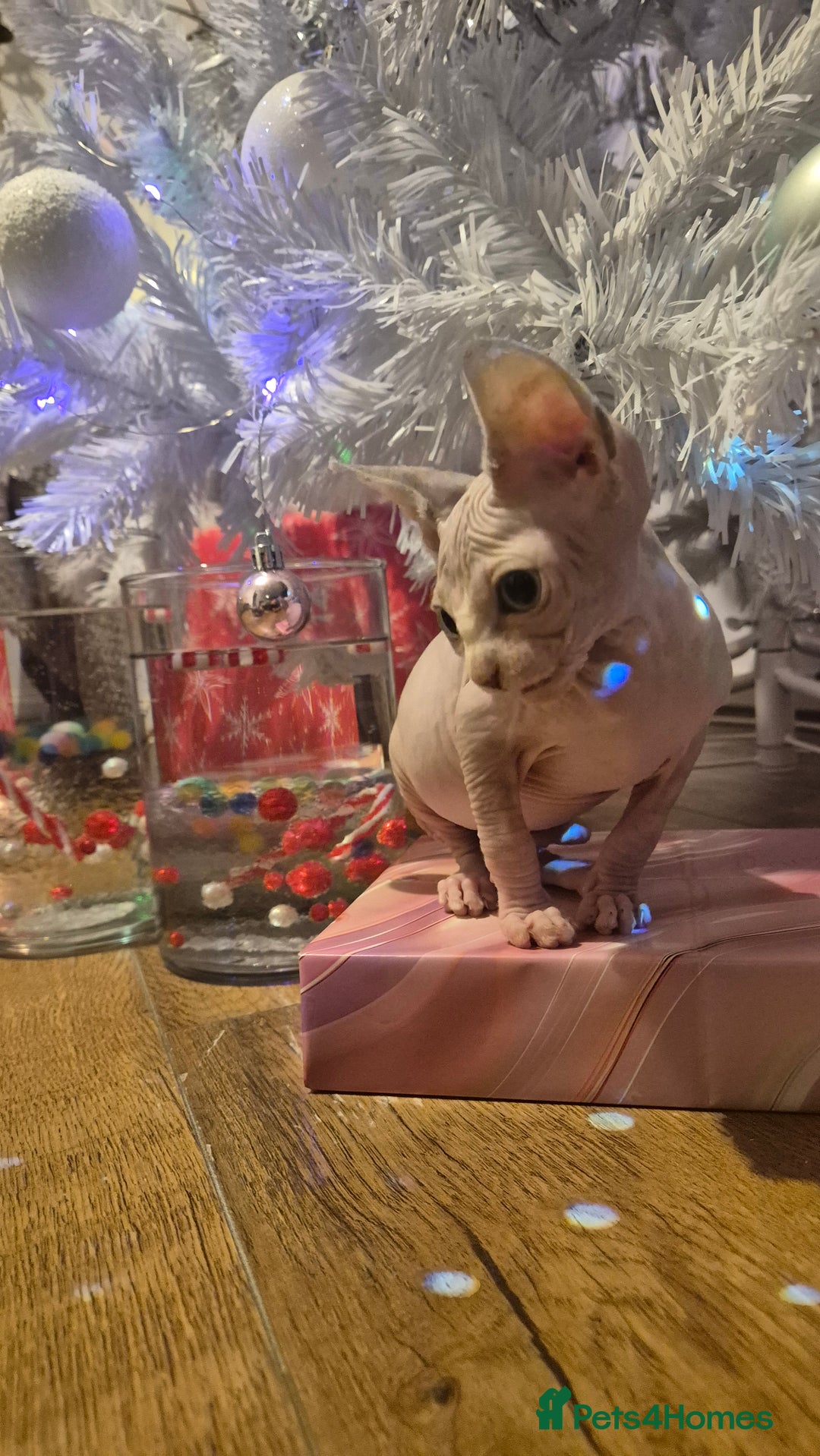 Sphynx cats for sale: Exclusive Sphynx Kittens Looking for Forever Homes - Advert 10