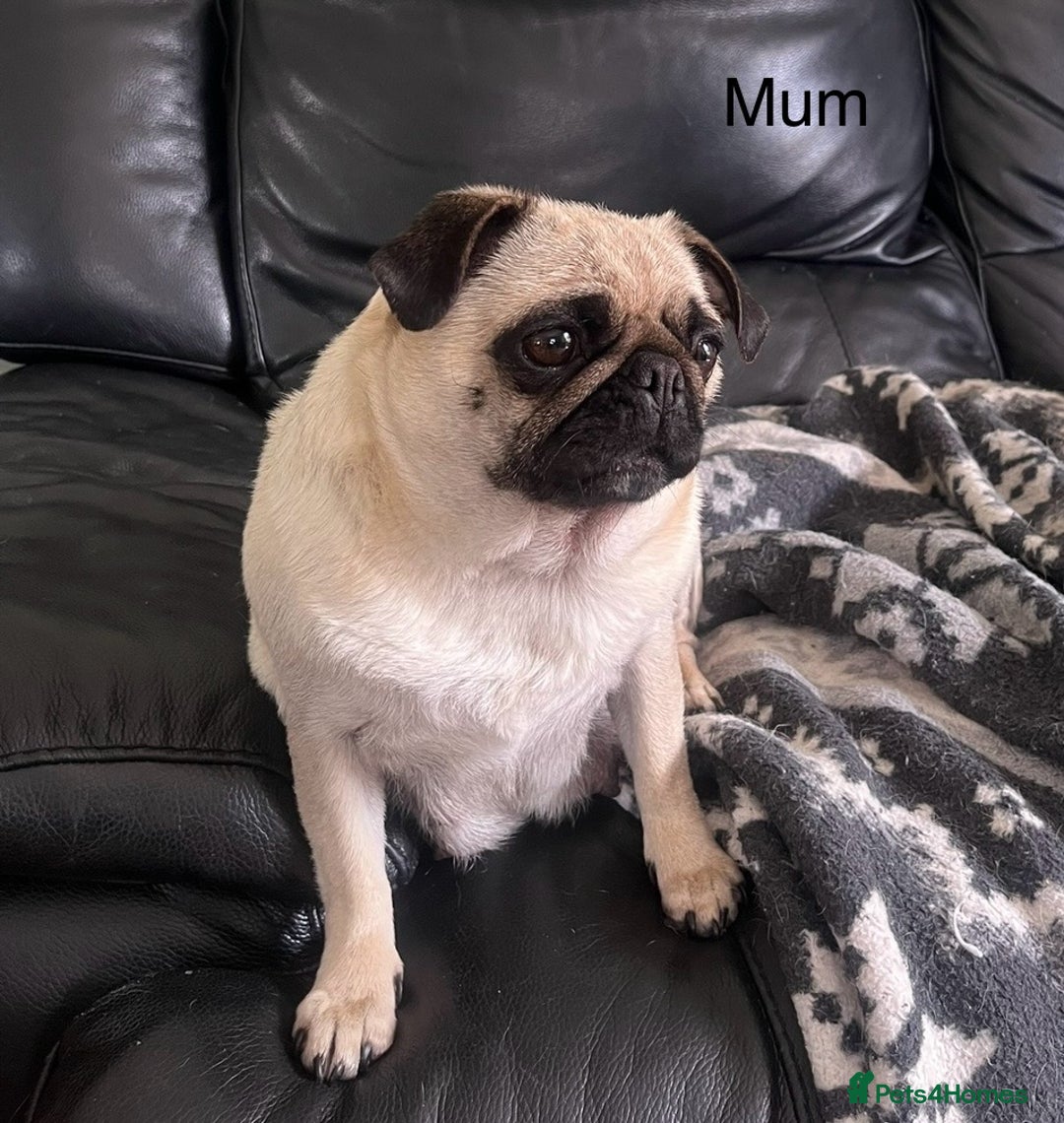 Pug dogs for sale: Gorgeous Pug Girl 3 Years old Ready Now - Advert 1