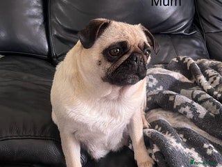 Pug dogs Gorgeous Pug Girl 3 Years old Ready Now - Advert 1