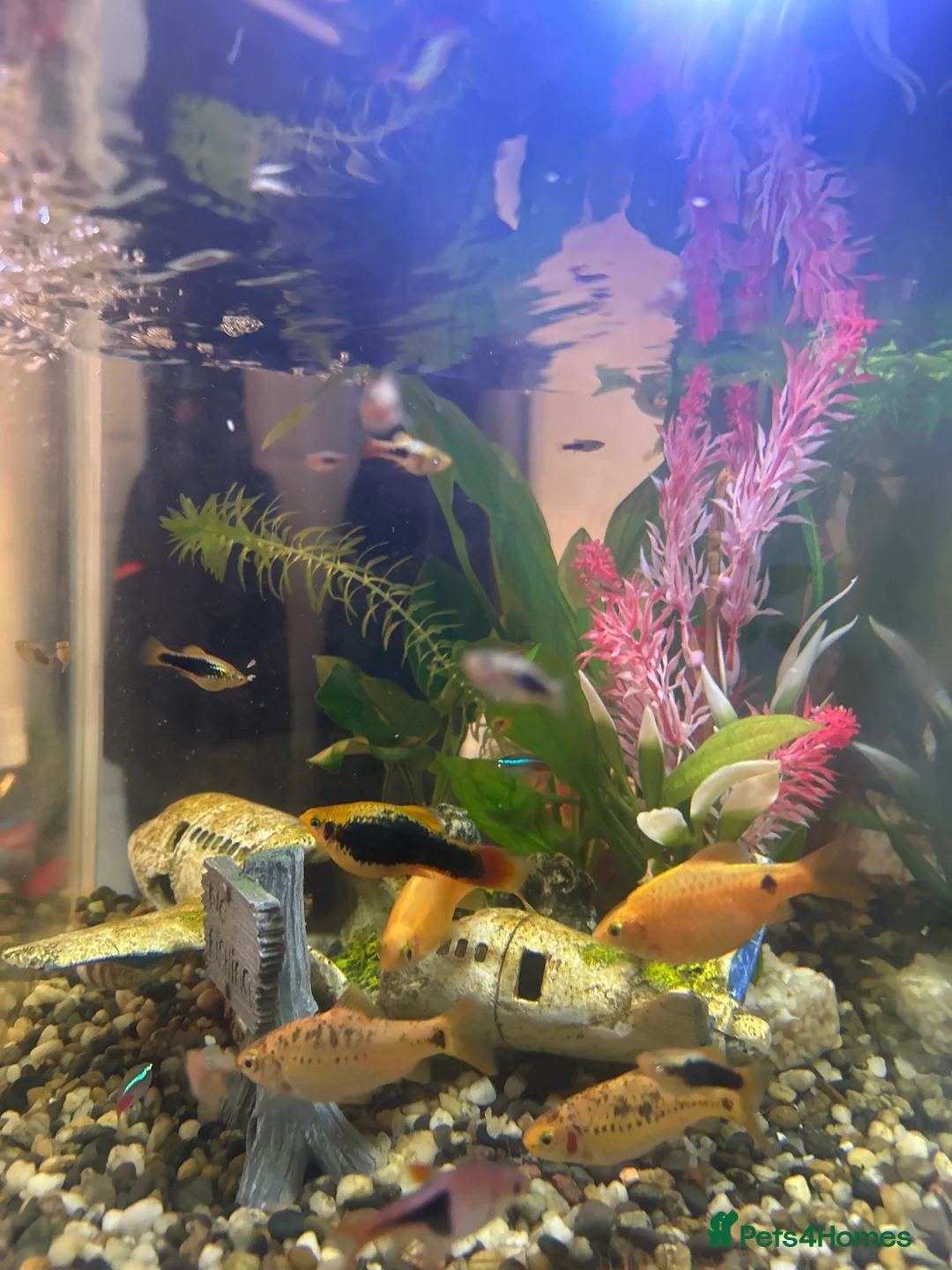Platies fish for sale: Plates and Rosie barbs for sale - babies - Advert 3