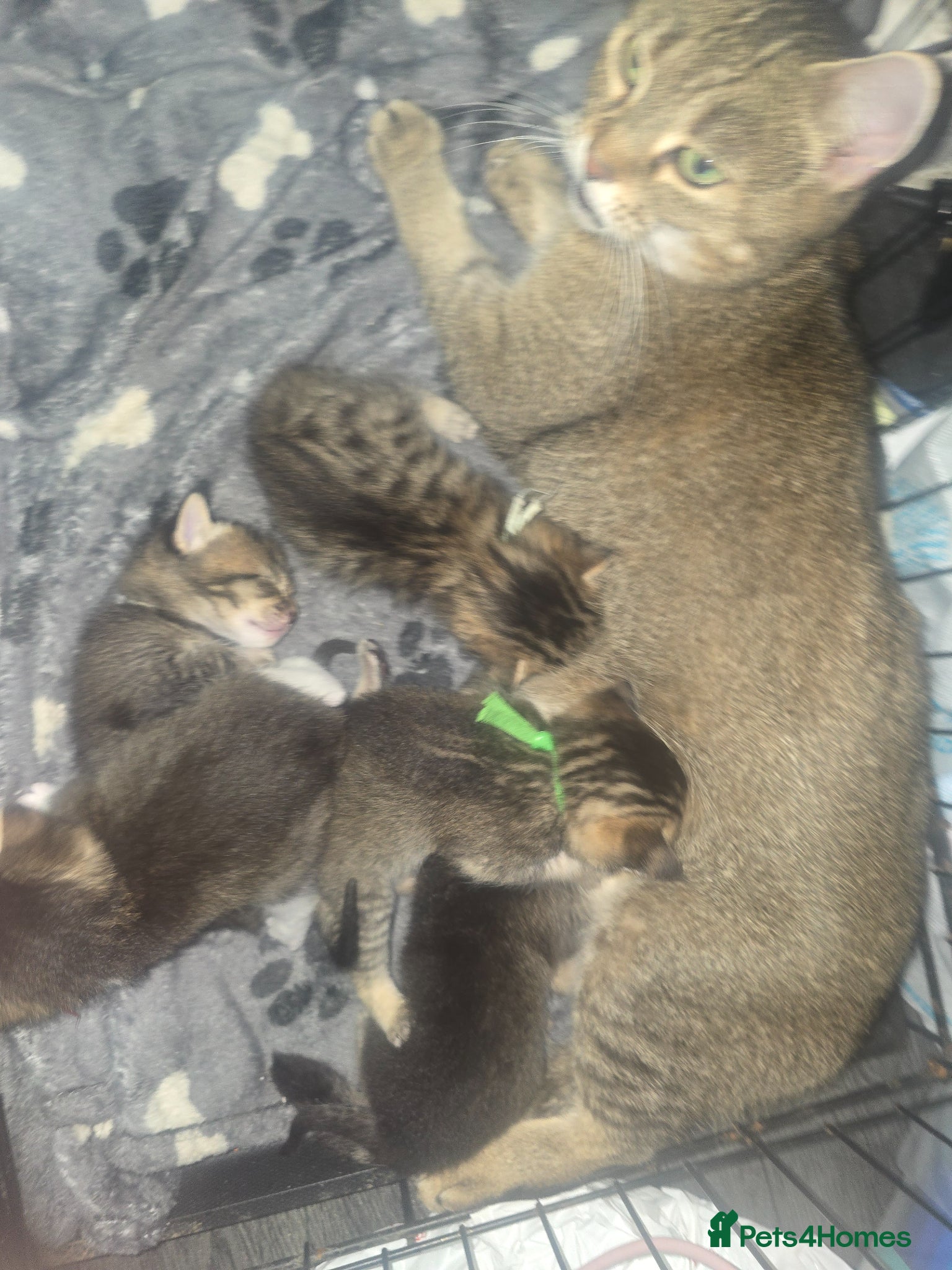 Mixed Breed cats Kittens - Advert 1