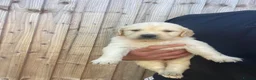 Golden Retriever dogs for sale: ⭐ KC Registered Golden Retriever Puppies ⭐️  - Advert 36