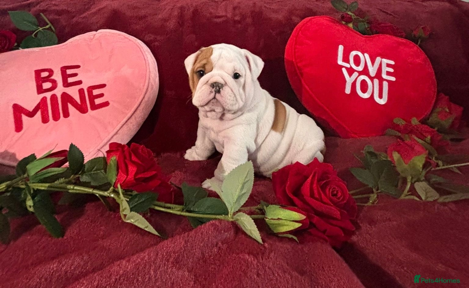 English Bulldog dogs Champion Sired KC Reg Bulldog Puppies  - Advert 1