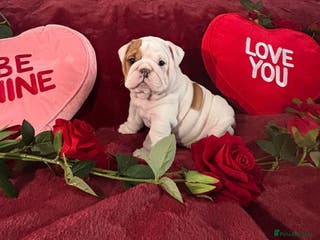 English Bulldog dogs Champion Sired KC Reg Bulldog Puppies - Advert 1