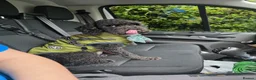 Poodle dogs for stud: Kenzuo Midnight - Ozzy in Southampton - Advert 3