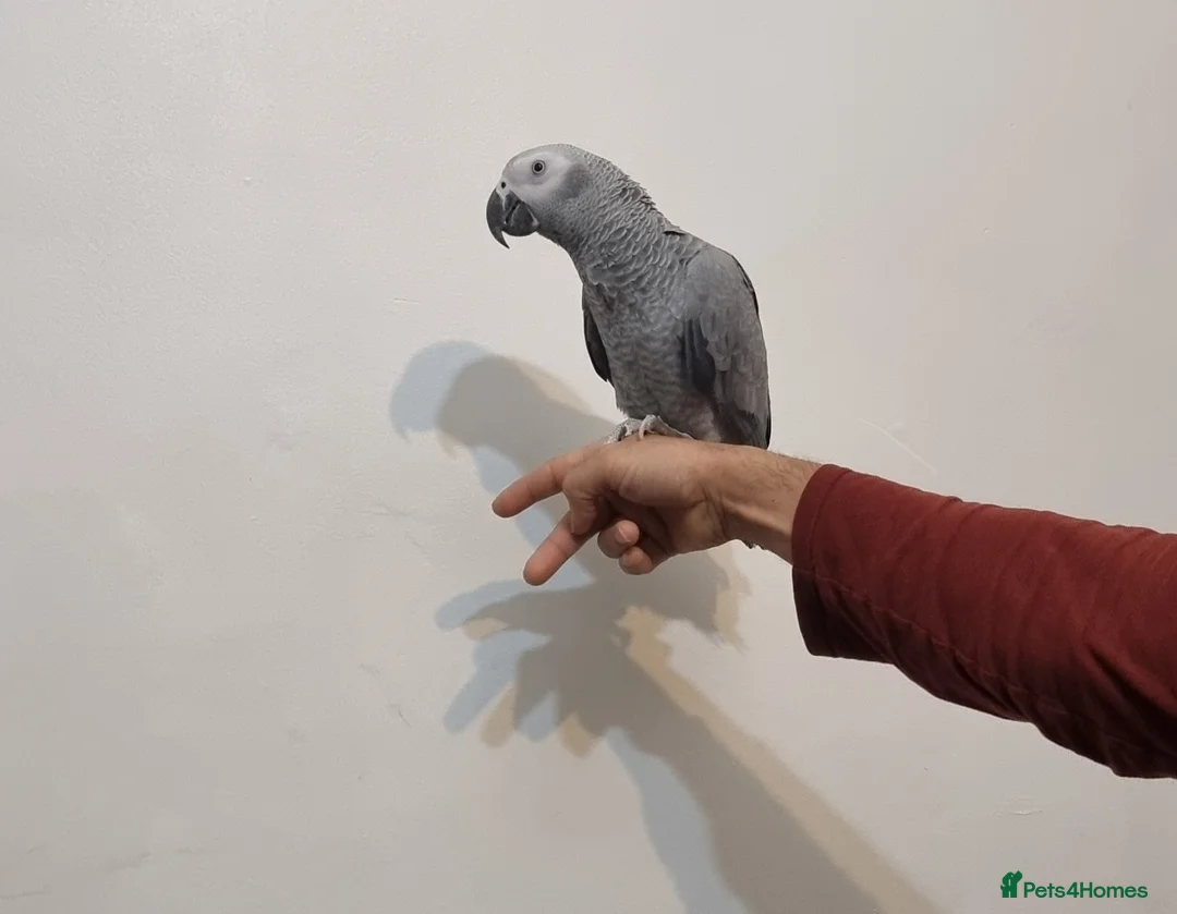 Parrots birds for sale: Baby African grey  in Accrington - Advert 2