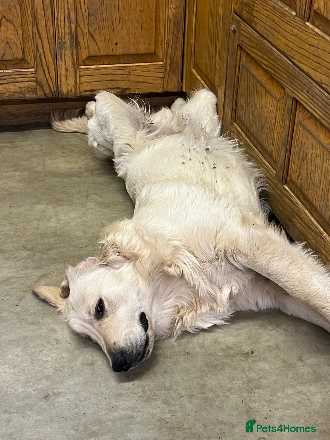 Golden Retriever dogs for stud: Golden Retriever for stud in Thirsk - Advert 7